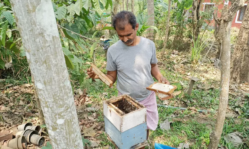 പ്രതികൂല കാലാവസ്ഥ; തേൻ ഉൽപാദനം കുറഞ്ഞു