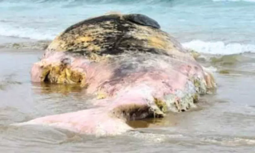 ഒഴിഞ്ഞവളപ്പ് കടൽതീരത്ത് തിമിംഗലത്തിന്റെ ജഡം ഒഴിഞ്ഞവളപ്പ് കടൽതീരത്ത് തിമിംഗലത്തിന്റെ ജഡം