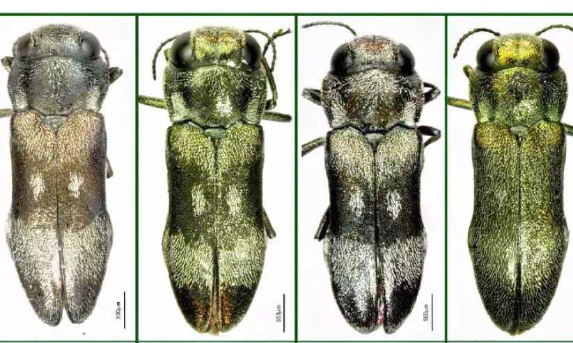Four new beetles found in Silent Valley
