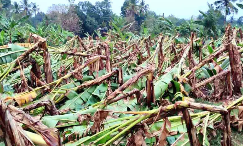 കാറ്റും മഴയും; കുന്നത്തൂർ താലൂക്കിൽ വ്യാപകനാശം കാറ്റും മഴയും; കുന്നത്തൂർ താലൂക്കിൽ വ്യാപകനാശം