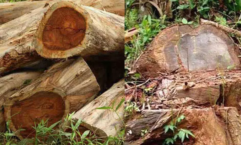 മുട്ടിൽ മരംമുറി: പ്രധാന വിവരങ്ങൾ കണ്ടെത്തിയ ഉദ്യോഗസ്ഥന് സ്ഥലംമാറ്റം; ആരോപണവിധേയന് ഉന്നതപദവി