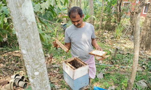 പ്രതികൂല കാലാവസ്ഥ; തേൻ ഉൽപാദനം കുറഞ്ഞു