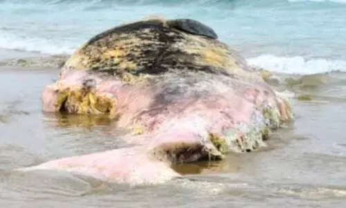 ഒഴിഞ്ഞവളപ്പ് കടൽതീരത്ത് തിമിംഗലത്തിന്റെ ജഡം