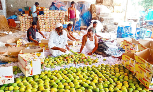 In the final stages of mango harvest in Muthalamada