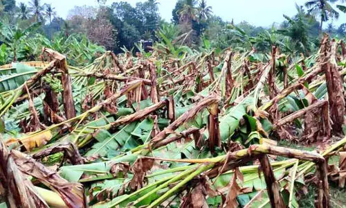 കാറ്റും മഴയും; കുന്നത്തൂർ താലൂക്കിൽ വ്യാപകനാശം