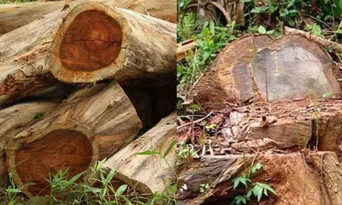 മുട്ടിൽ മരംമുറി: പ്രധാന വിവരങ്ങൾ കണ്ടെത്തിയ ഉദ്യോഗസ്ഥന് സ്ഥലംമാറ്റം; ആരോപണവിധേയന് ഉന്നതപദവി