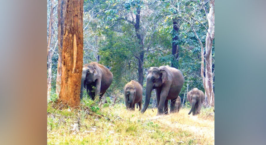 വേനൽമഴയിൽ കുതിർന്ന് വയനാടൻ കാടുകൾ; വന്യജീവികൾക്ക് ആശ്വാസം വേനൽമഴയിൽ കുതിർന്ന് വയനാടൻ കാടുകൾ; വന്യജീവികൾക്ക് ആശ്വാസം
