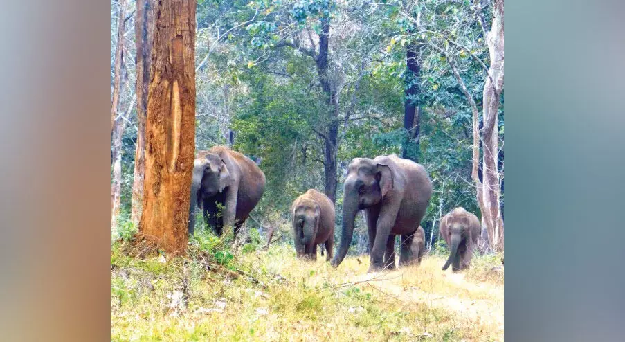വേനൽമഴയിൽ കുതിർന്ന് വയനാടൻ കാടുകൾ; വന്യജീവികൾക്ക് ആശ്വാസം