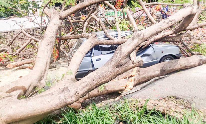 ഓടുന്ന കാറിന് മുകളിൽ മരം വീണു; യാത്രക്കാർ രക്ഷപ്പെട്ടു ഓടുന്ന കാറിന് മുകളിൽ മരം വീണു; യാത്രക്കാർ രക്ഷപ്പെട്ടു