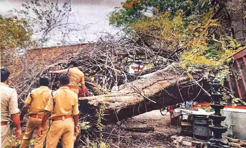 പറവൂരി‍െൻറ ചരിത്രസാക്ഷിയായ നമ്പൂരിയച്ചൻ ആൽ നിലംപൊത്തിയിട്ട് ഒരു വർഷം