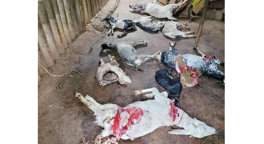 തെരുവുനായ്ക്കൾ ഒമ്പത് ആടുകളെ കടിച്ചുകൊന്നു തെരുവുനായ്ക്കൾ ഒമ്പത് ആടുകളെ കടിച്ചുകൊന്നു