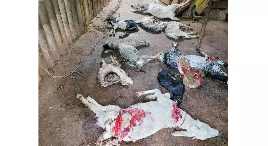 തെരുവുനായ്ക്കൾ ഒമ്പത് ആടുകളെ കടിച്ചുകൊന്നു തെരുവുനായ്ക്കൾ ഒമ്പത് ആടുകളെ കടിച്ചുകൊന്നു