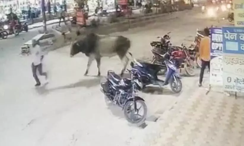 നടുറോഡിൽ കാള പൊലീസിനെ ഇടിച്ചു വീഴ്ത്തി -വിഡിയോ നടുറോഡിൽ കാള പൊലീസിനെ ഇടിച്ചു വീഴ്ത്തി -വിഡിയോ