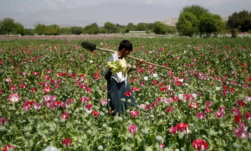 ban on opium poppy cultivation ban on opium poppy cultivation