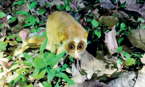 അപൂർവ ഇനം കുട്ടിത്തേവാങ്കിനെ കണ്ടെത്തി