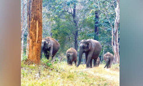 വേനൽമഴയിൽ കുതിർന്ന് വയനാടൻ കാടുകൾ; വന്യജീവികൾക്ക് ആശ്വാസം വേനൽമഴയിൽ കുതിർന്ന് വയനാടൻ കാടുകൾ; വന്യജീവികൾക്ക് ആശ്വാസം