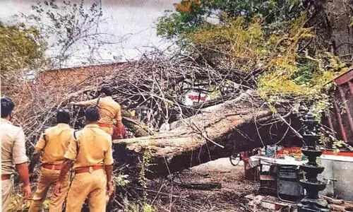 പറവൂരി‍െൻറ ചരിത്രസാക്ഷിയായ നമ്പൂരിയച്ചൻ ആൽ നിലംപൊത്തിയിട്ട് ഒരു വർഷം