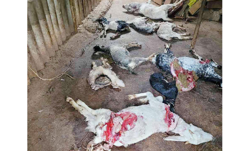 തെരുവുനായ്ക്കൾ ഒമ്പത് ആടുകളെ കടിച്ചുകൊന്നു തെരുവുനായ്ക്കൾ ഒമ്പത് ആടുകളെ കടിച്ചുകൊന്നു