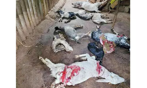 തെരുവുനായ്ക്കൾ ഒമ്പത്​ ആടുകളെ കടിച്ചുകൊന്നു