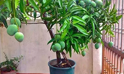 ബാൽക്കണിയിൽ വളർത്താം തായ്‌ലൻഡ് മാവ്