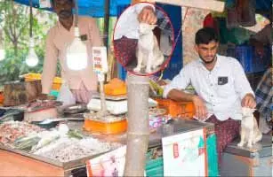 ഇവിടെ മീൻ വിൽക്കുന്നത് അമ്മിണി പൂച്ച