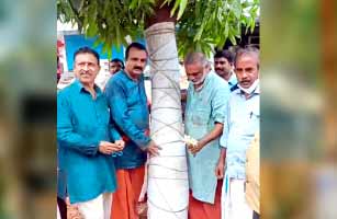 സാമൂഹിക വിരുദ്ധർ വെട്ടി നശിപ്പിച്ച മരത്തിന് പ്രകൃതി ചികിത്സ