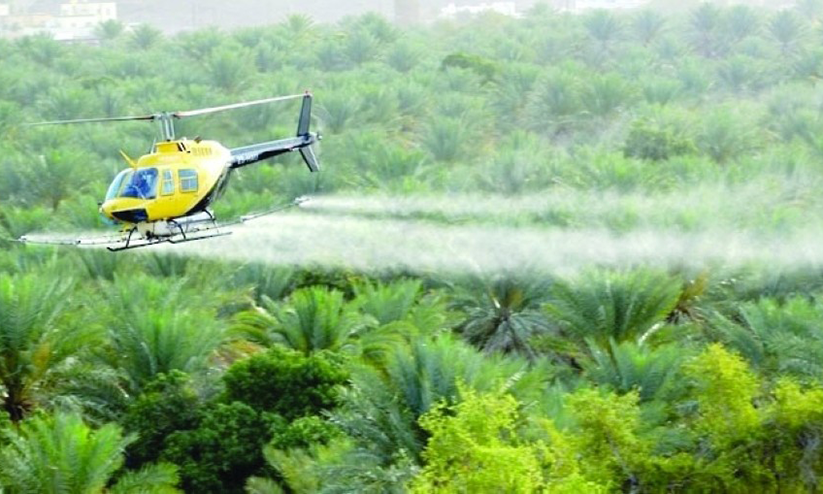 ഈത്തപ്പനയിലെ പ്രാണി: മരുന്നു തളിക്കൽ കാമ്പയിന് നാളെ തുടക്കം