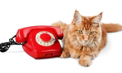 മുറി ഇംഗ്ലീഷ് ചതിച്ചു; പൂച്ചപ്രസവത്തിന്   എത്തിയത് രണ്ട് ആംബുലൻസ്