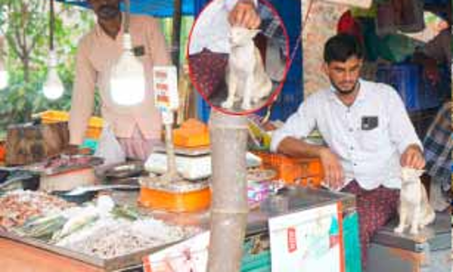 ഇവിടെ മീൻ വിൽക്കുന്നത് അമ്മിണി പൂച്ച