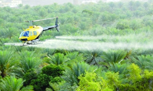 ഈത്തപ്പനയിലെ പ്രാണി: മരുന്നു തളിക്കൽ കാമ്പയിന് നാളെ തുടക്കം