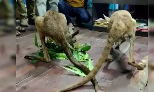 ആസ്ട്രേലിയയോ ന്യൂ ഗിനിയയോ അല്ല: പശ്ചിമ ബംഗാളിൽ റോഡിൽ അലയുന്ന കങ്കാരു കൂട്ടത്തെ കണ്ട് ഞെട്ടി സമൂഹമാധ്യമങ്ങൾ