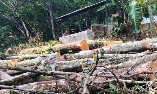 ആട്ടുകാല്‍ പനവൂര്‍ റോഡുനിര്‍മ്മാണത്തിന്റെ മറവില്‍ കടത്താനായി മുറിച്ചിട്ട മരങ്ങള്‍