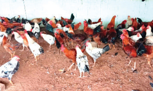 chicken farm