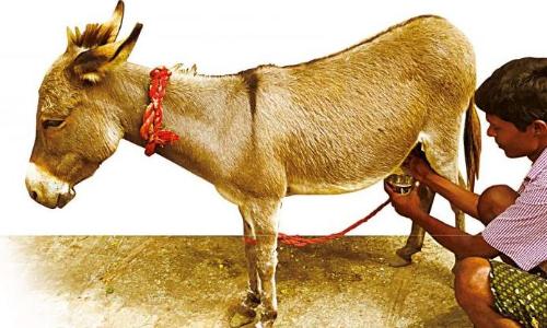 donkey milk