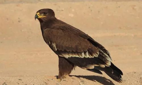 കായൽ പരുന്ത്​ നിരീക്ഷണ സ​ർ​വേ സമാപിച്ചു