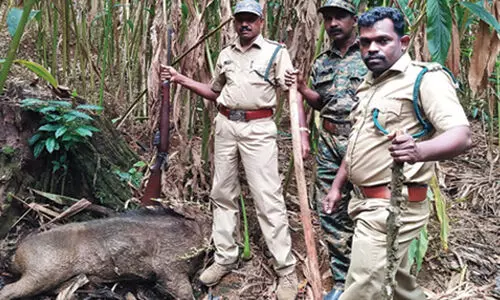 സ്ത്രീകളെ ആക്രമിച്ച കാട്ടുപന്നിയെ വനപാലകര്‍ വെടിവെച്ച് കൊന്നു
