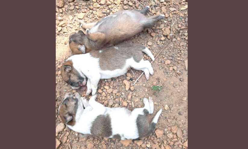 അമ്മക്കരുതൽ തുണച്ചില്ല, കണ്ണ് തുറക്കുംമുമ്പ് അവർ വിടപറഞ്ഞു അമ്മക്കരുതൽ തുണച്ചില്ല, കണ്ണ് തുറക്കുംമുമ്പ് അവർ വിടപറഞ്ഞു