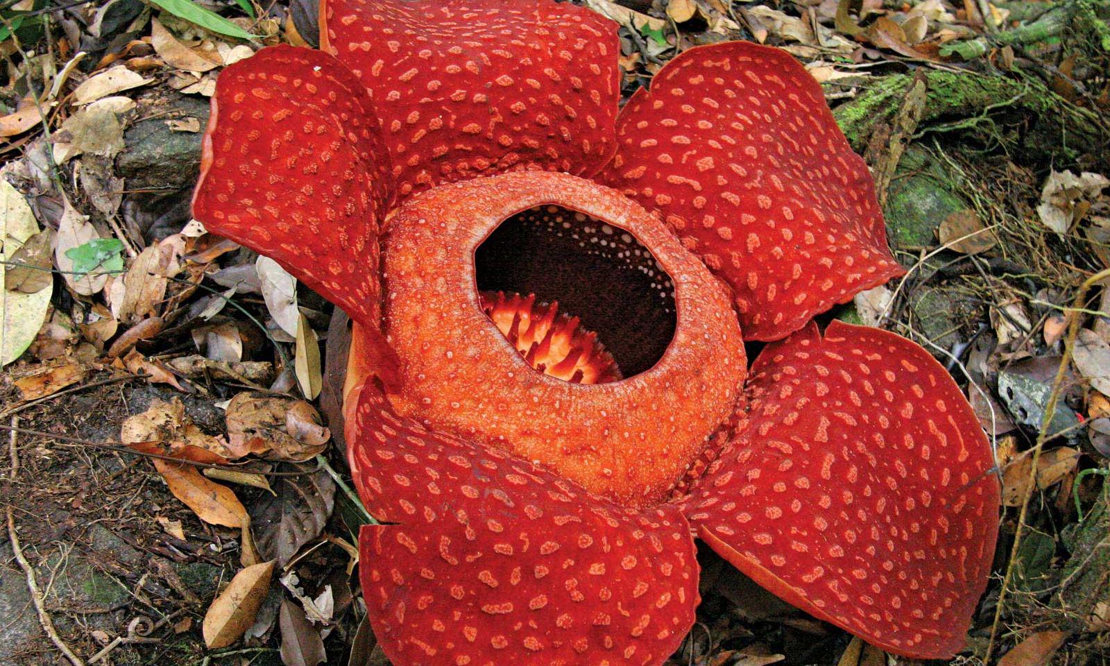 Parasitic plant Parasitic plant