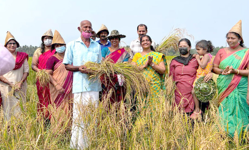 കൊയ്ത്തുത്സവത്തിന്റെ ആവേശത്തിൽ കാരാട്ട് വയല് പാടശേഖരം കൊയ്ത്തുത്സവത്തിന്റെ ആവേശത്തിൽ കാരാട്ട് വയല് പാടശേഖരം