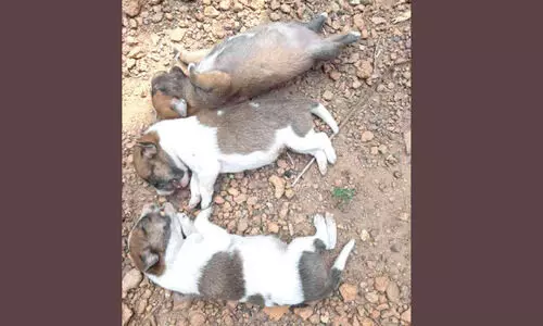 അമ്മക്കരുതൽ തുണച്ചില്ല, കണ്ണ് തുറക്കുംമുമ്പ് അവർ വിടപറഞ്ഞു