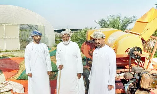 വടക്കൻ ബാത്തിനയിൽ ഗോതമ്പ് വിളവെടുപ്പിന് തുടക്കം വടക്കൻ ബാത്തിനയിൽ ഗോതമ്പ് വിളവെടുപ്പിന് തുടക്കം