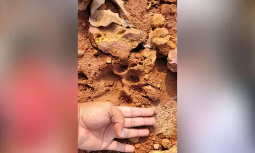 ഇരിയയില്‍ പുലിയെ കണ്ടെന്ന് നാട്ടുകാര്‍; കാട്ടുപൂച്ചയെന്ന് വനം വകുപ്പ്