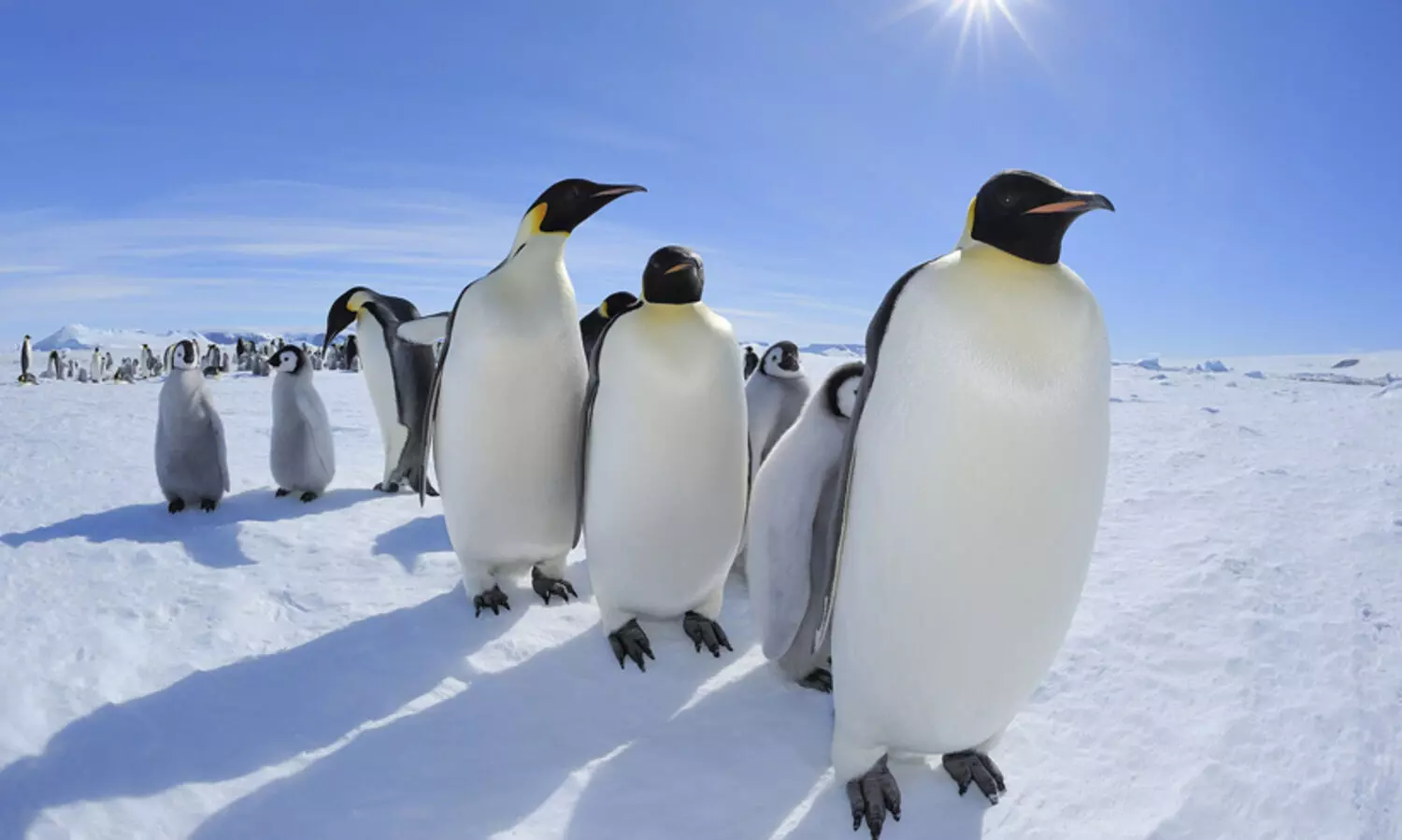 പെൻഗ്വിനുകളെ ഇഷ്ടമാണോ..? എങ്കിലിതാ അന്റാർട്ടിക്കയിൽ നിങ്ങളെയും കാത്ത് തൊഴിലവസരം