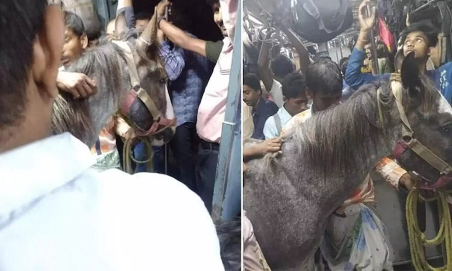 ​ട്രെയ്നിൽ കുതിര സവാരി; കൗതുകത്തോടെ യാത്രക്കാർ