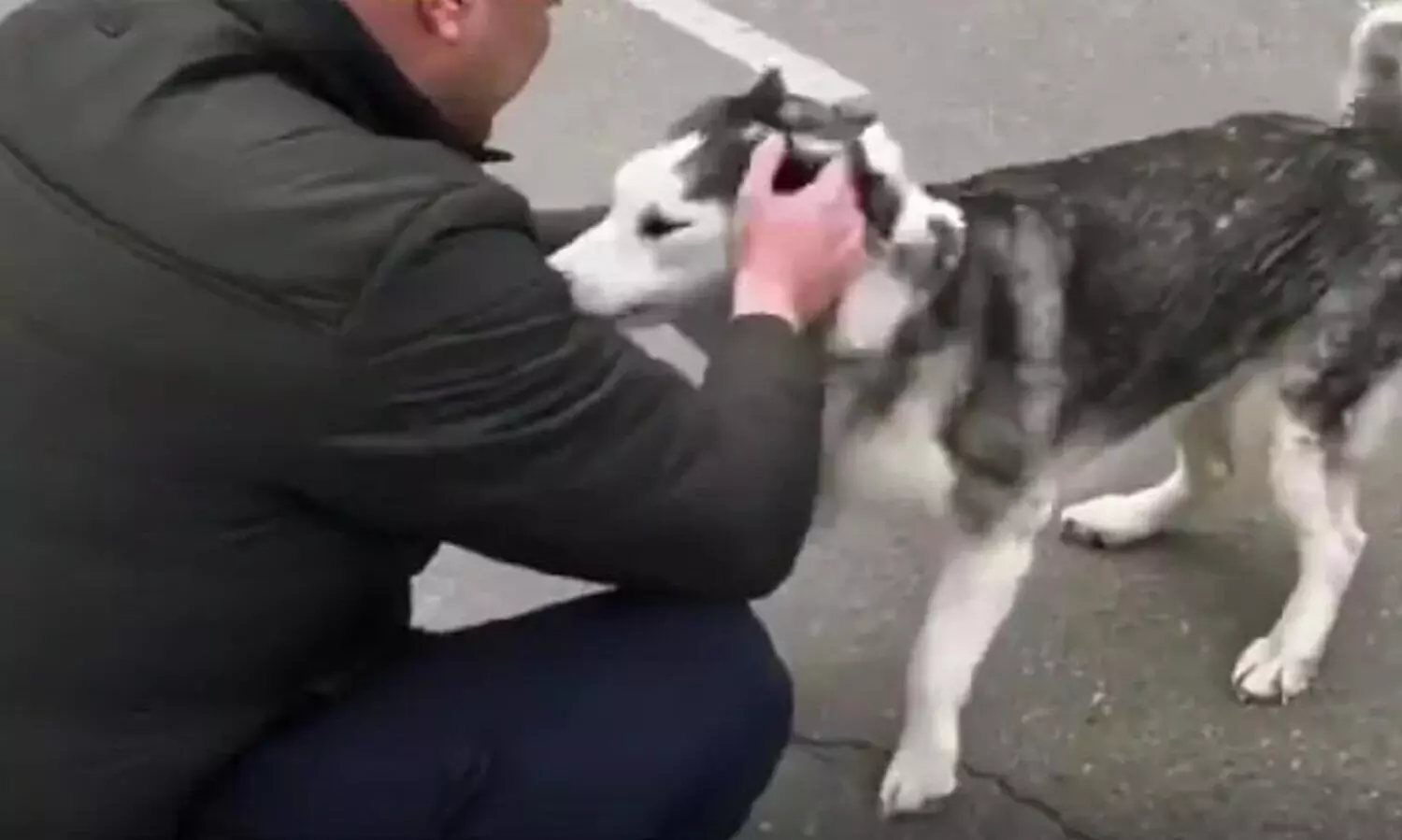 യുദ്ധഭൂമിയിൽ അവർ വീണ്ടും കണ്ടുമുട്ടി; യജമാനനെ കണ്ടെത്തിയ നായയുടെ വീഡിയോ വൈറൽ