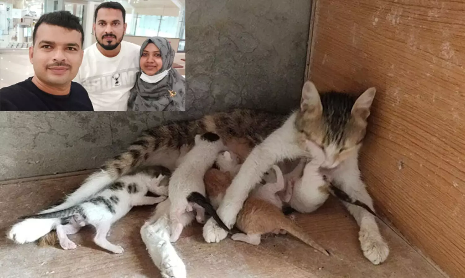 തള്ളപ്പൂച്ചയെ അയൽവാസി മരുഭൂമിയിൽ തള്ളി; അഞ്ച് പൂച്ചക്കുഞ്ഞുങ്ങളെ രക്ഷിക്കാൻ മലയാളി കുടുംബത്തിന്റെ സാഹസിക ഇടപെടൽ