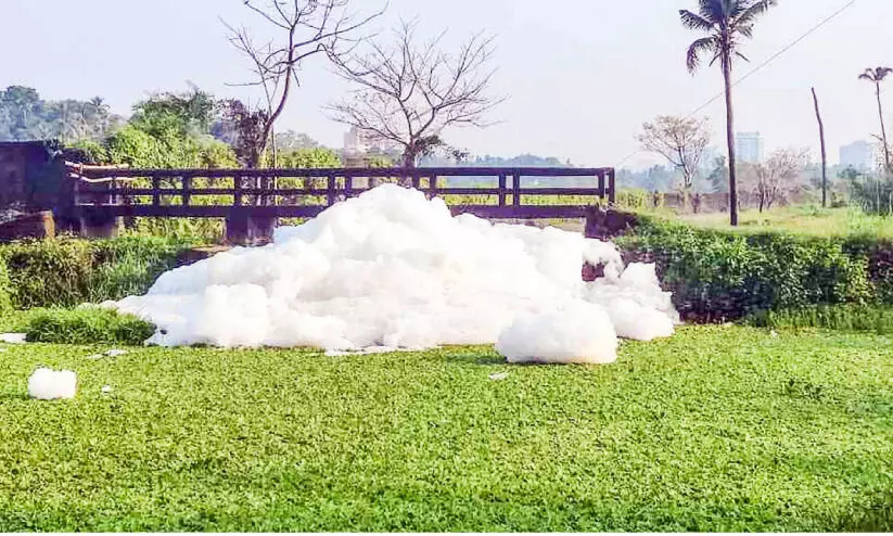 തുതിയൂരിൽ മലിനജലം പതഞ്ഞുപൊങ്ങി തുതിയൂരിൽ മലിനജലം പതഞ്ഞുപൊങ്ങി