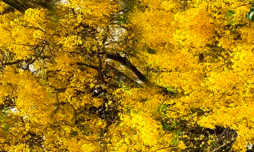 കണിക്കൊന്നയല്ലേ; പൂക്കാതിരിക്കാനാവില്ല