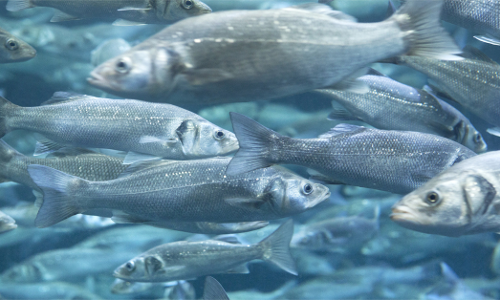 ജലാശയങ്ങളിലെ തനത് മത്സ്യസമ്പത്ത് ഇല്ലാതാകുന്നു
