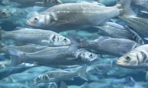 ജലാശയങ്ങളിലെ തനത് മത്സ്യസമ്പത്ത് ഇല്ലാതാകുന്നു